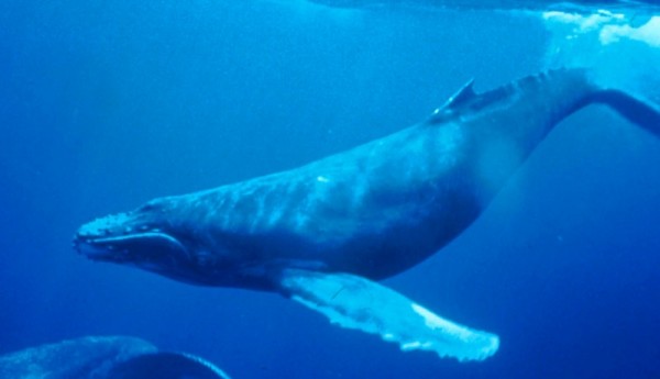 صور - معلومات مدهشة عن الحوت بالصور