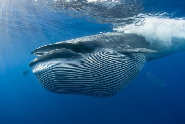 صور - معلومات مدهشة عن الحوت بالصور