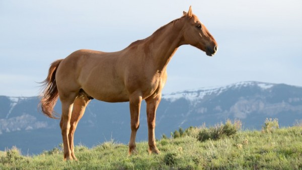 صور - معلومات رائعة عن الحصان بالصور