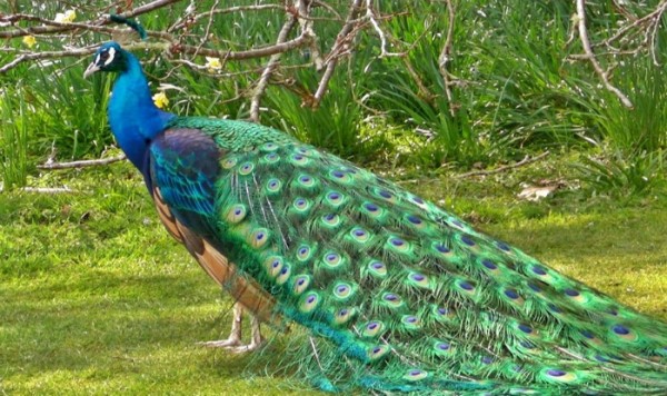صور - معلومات رائعة عن الطاووس اجمل طيور العالم