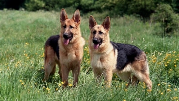 صور - معلومات مدهشة عن كلب الراعي الالماني بالصور