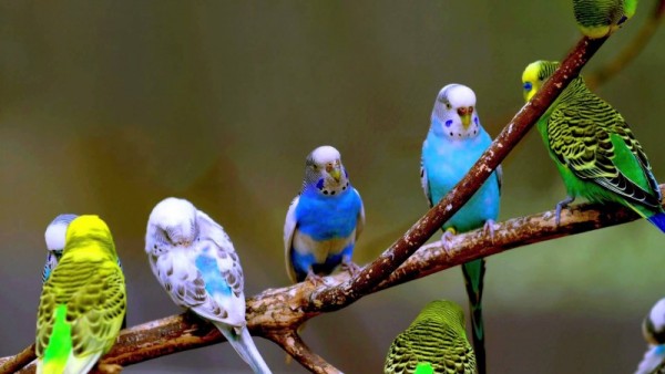 صور - معلومات مثيرة عن ببغاء البادجي احد اجمل طيور العالم