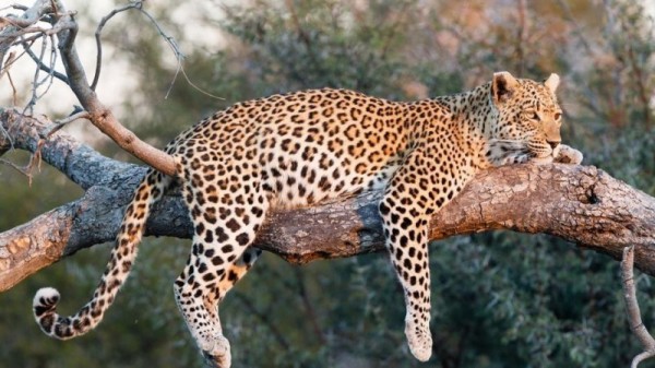 صور - حقائق عن الفهد اسرع حيوان في العالم