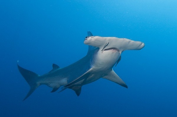صور - معلومات مثيرة عن اسماك القرش المفترسة بالصور