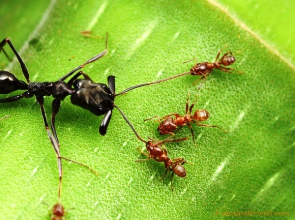 صور - 9 معلومات مدهشة عن النمل بالصور