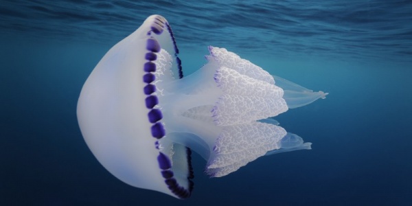 صور - 9 حقائق رائعة عن قنديل البحر بالصور