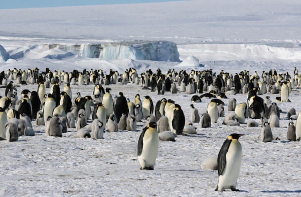  أنتاركتيكا من عجائب الدنيا الطبيعية