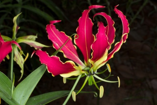 زهرة غلوريوسا من اغلى انواع الزهور