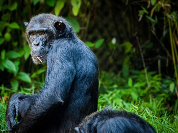 الشمبانزي من اكثر حيوانات مدهشة في العالم