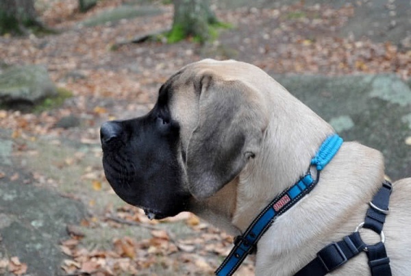 كلب الماستيف الأنجليزى من انواع الكلاب الكبيرة الأكثر شعبية