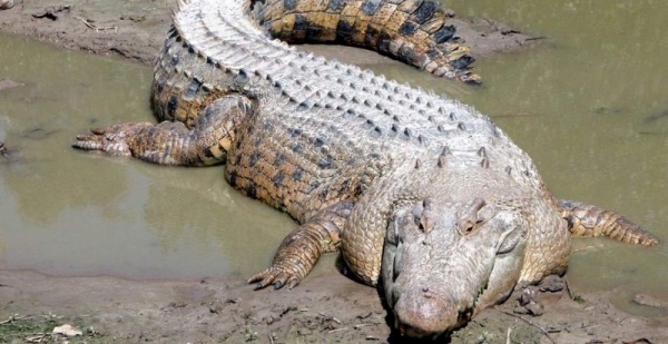 من الحيوانات الخطيرة على البشر تمساح المياه المالحة