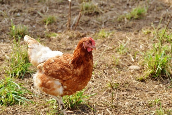 الدجاج من الحيوانات المفيدة للبشر