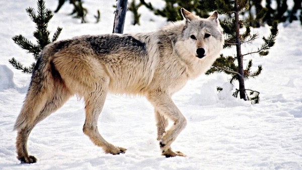 الذئب الرمادي من الحيوانات المفترسة