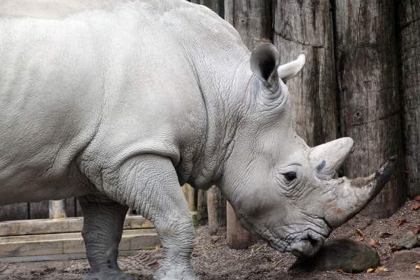 وحيد القرن الاسود من اخطر الحيوانات