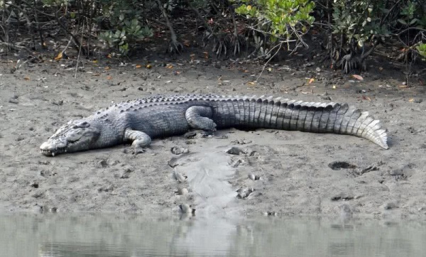 تمساح المياه المالحة من اخطر الحيوانات