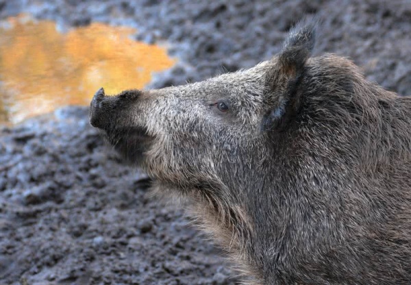 الخنزير البري من اخطر الحيوانات
