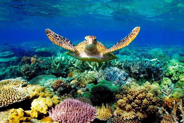 السحلفاة الخضراء تعيش في الحاجز المرجاني العظيم