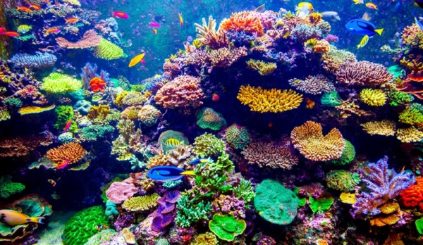 الحاجز المرجاني العظيم موجود منذ ملايين السنين
