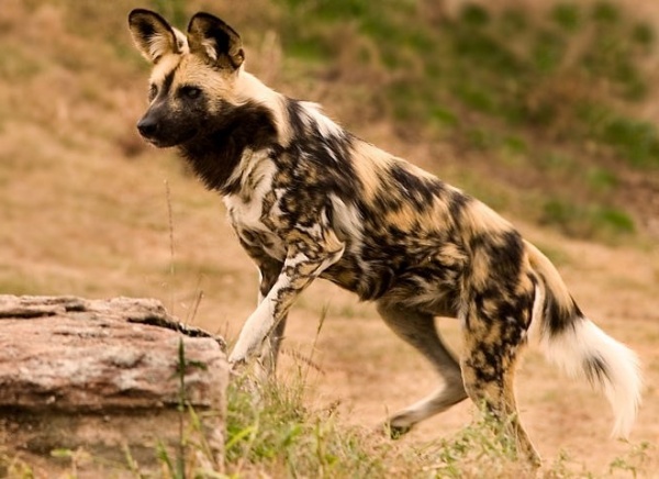 الكلب البري الافريقي من الحيوانات المهددة بالانقراض