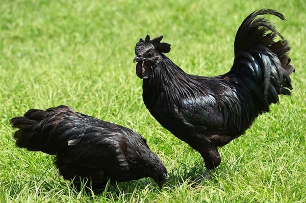 طيور الدجاج من الحيوانات العاشبة