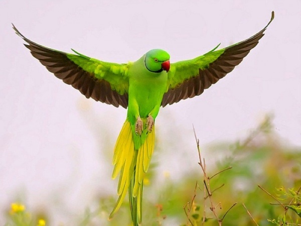 اللون الاخضر الجميل في طيور الببغاء
