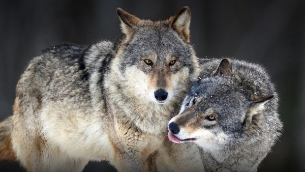 الذئب من الحيوانات المفترسة