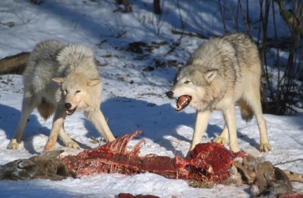 الذئب من الحيوانات المفترسة آكلة اللحوم