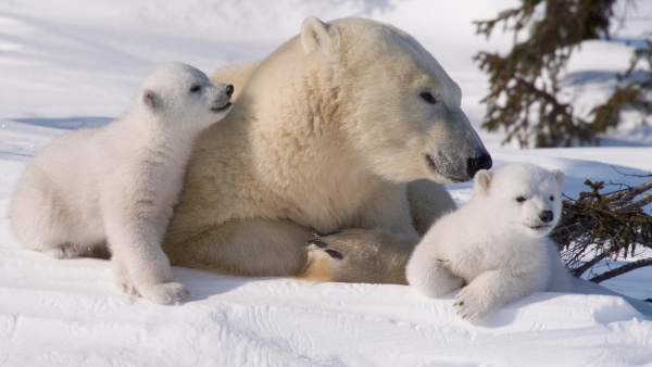 من الحيوانات المهددة بالانقراض الدب القطبي